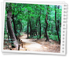 Pine Tree Forrest Road